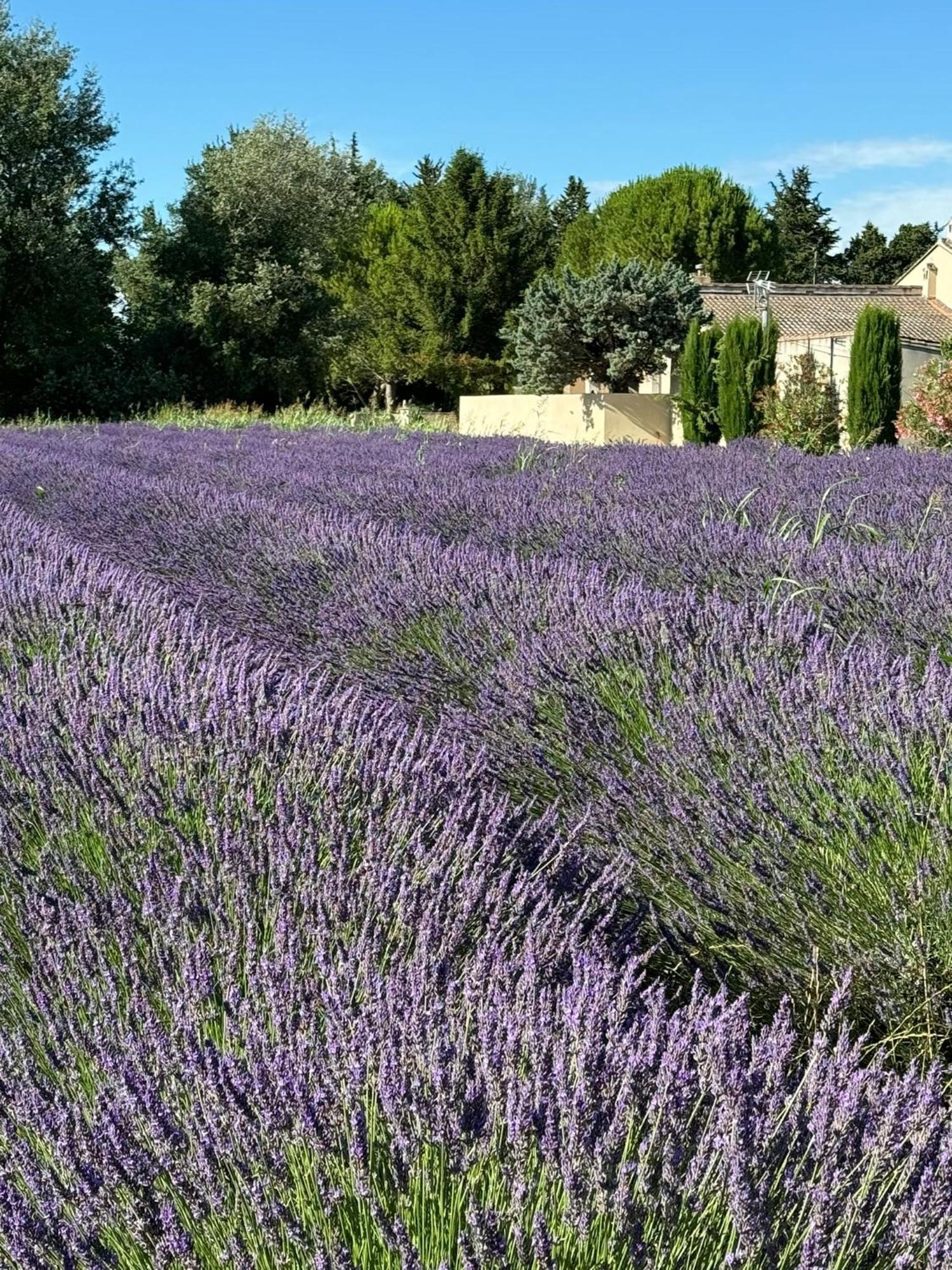 Appartement Neuf Et Au Calme Proche Avignon Althen-des-Paluds Ngoại thất bức ảnh